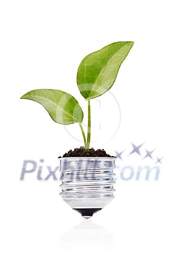 Isolated seedling growing in a light bulb
