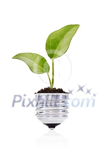 Isolated seedling growing in a light bulb Isolated seedling growing in a light bulb