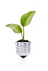 Isolated seedling growing in a light bulb