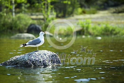 Seagull standing on a stone
