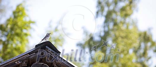 White wagtail resting on the roof