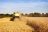 Combined harvester at work from behind