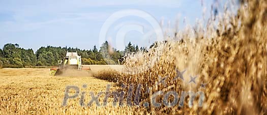 Long harvester line on wheat field