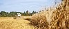 Long harvester line on wheat field