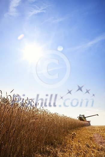 Harvesting corn on a sunny day