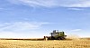 Harvesting the fields