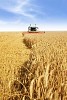 Harvester moving towards camera on a large field