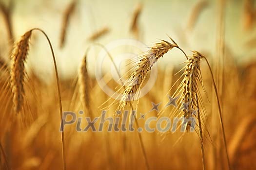 Background of rye heads Background of rye heads