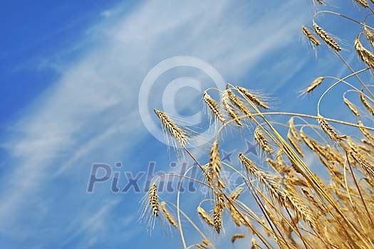 Golden rye and a blue sky