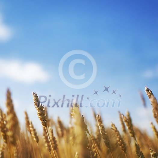 Golden wheat under a blue sky