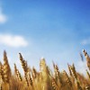 Golden wheat under a blue sky