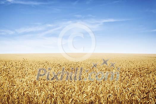 Background of an endless rye field
