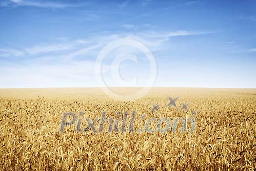 Background of an endless rye field Background of an endless rye field