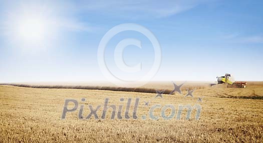 Harvester harvesting wheat on the field