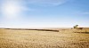 Harvester harvesting wheat on the field