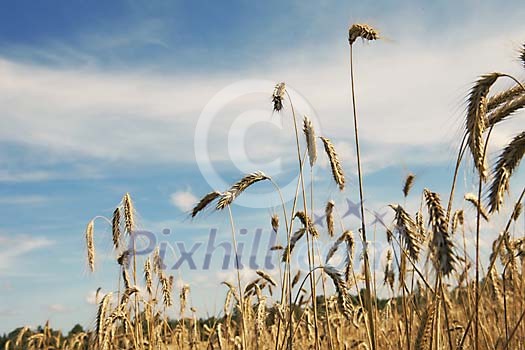 Rye heads on the field