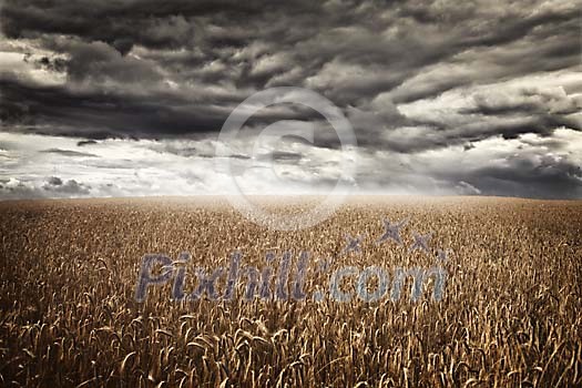 Storm clouds over the rye field Storm clouds over the rye field