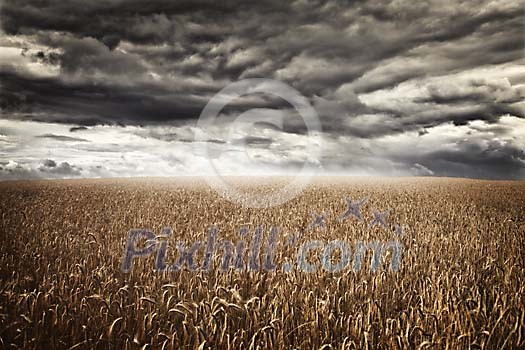 Storm clouds over the rye field