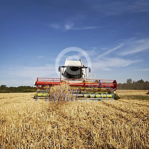 Harvester working on the field