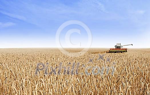 Harvester on a big rye field