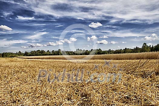 Halfway harvested rye field Halfway harvested rye field