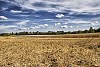 Halfway harvested rye field