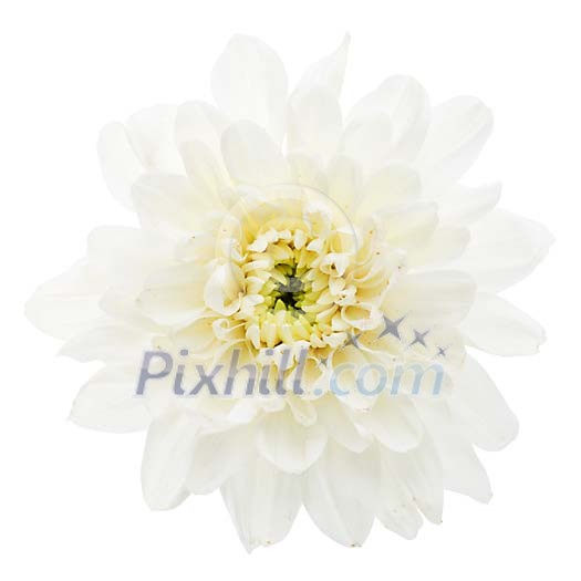 Isolated white flower Isolated white flower
