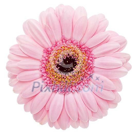 Isolated pink gerbera