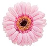 Isolated pink gerbera