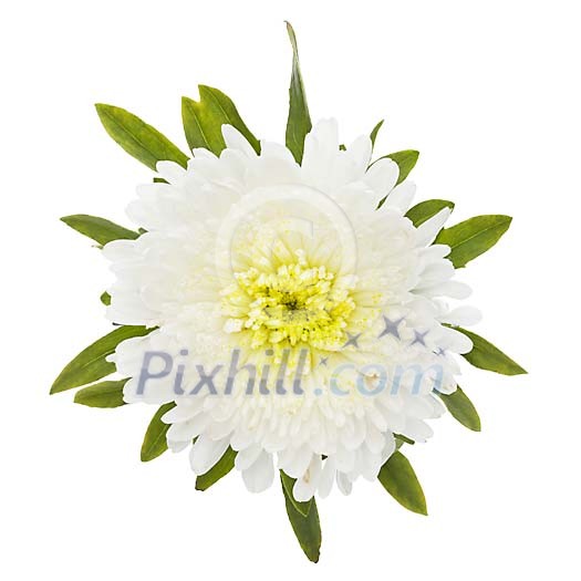 Isolated white aster