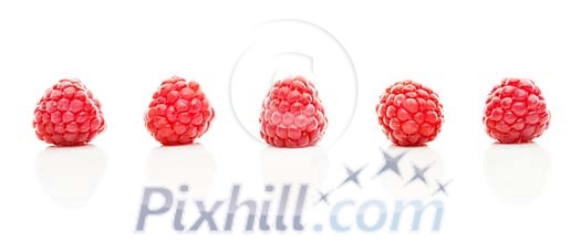 Isolated row of raspberries