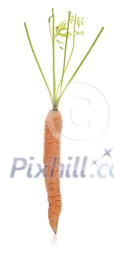 Isolated fresh carrot