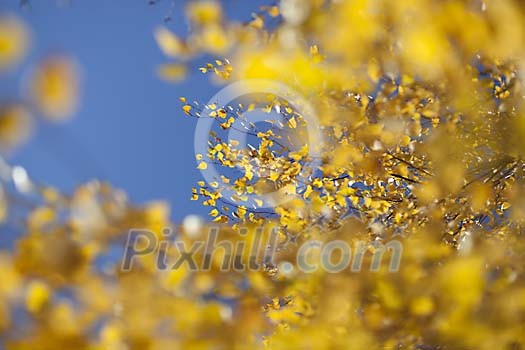 Blue sky through yellow birch branches Blue sky through yellow birch branches