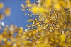 Blue sky through yellow birch branches