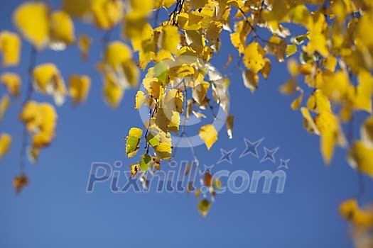 Yellow birch leaves and a blue sky