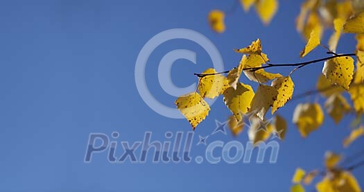 Yellow birch leaves and a blue sky