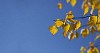 Yellow birch leaves and a blue sky