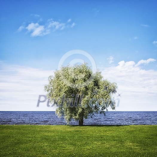 Tree growing by the water