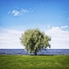 Tree growing by the water