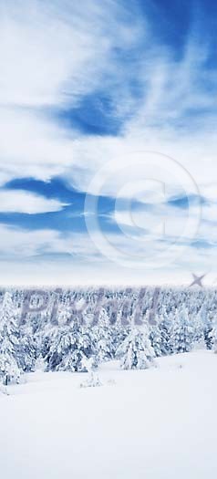 Cloudy sky over the snowy forest