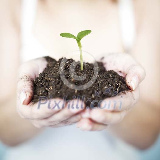 Sensitive hands holding a small bud and soil