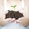 Sensitive hands holding a small bud and soil