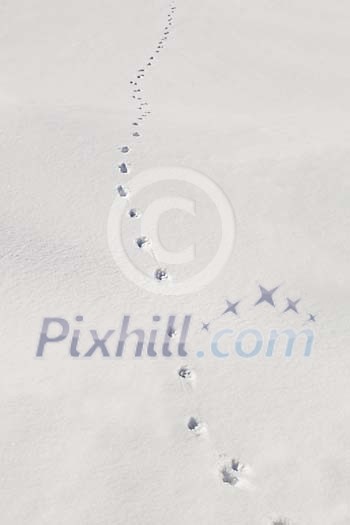 Animal trail on the snow