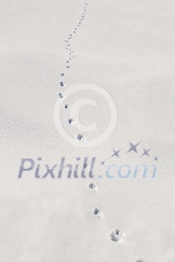 Animal trail on the snow Animal trail on the snow