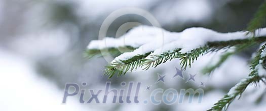 Snow on the green spruce branch