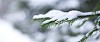 Snow on the green spruce branch