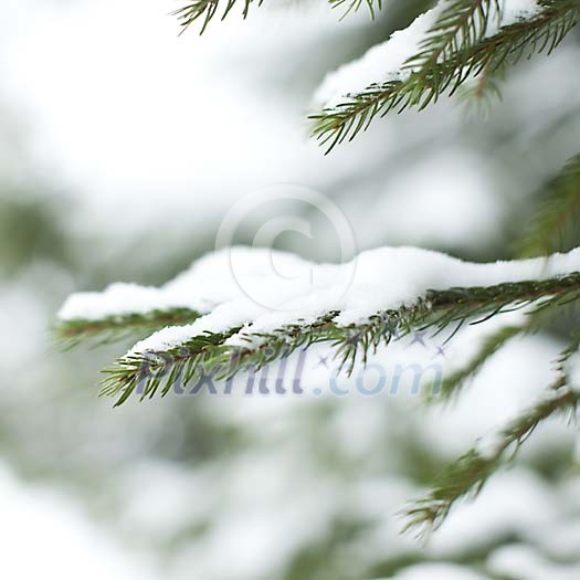 Snow on the green spruce branch Snow on the green spruce branch