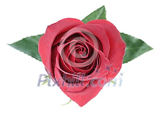 Red rose shaped as a heart