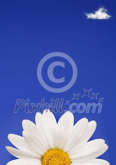 Daisy on a blue sky background