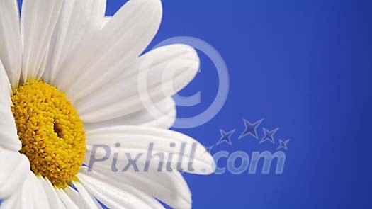 Daisy on a blue background